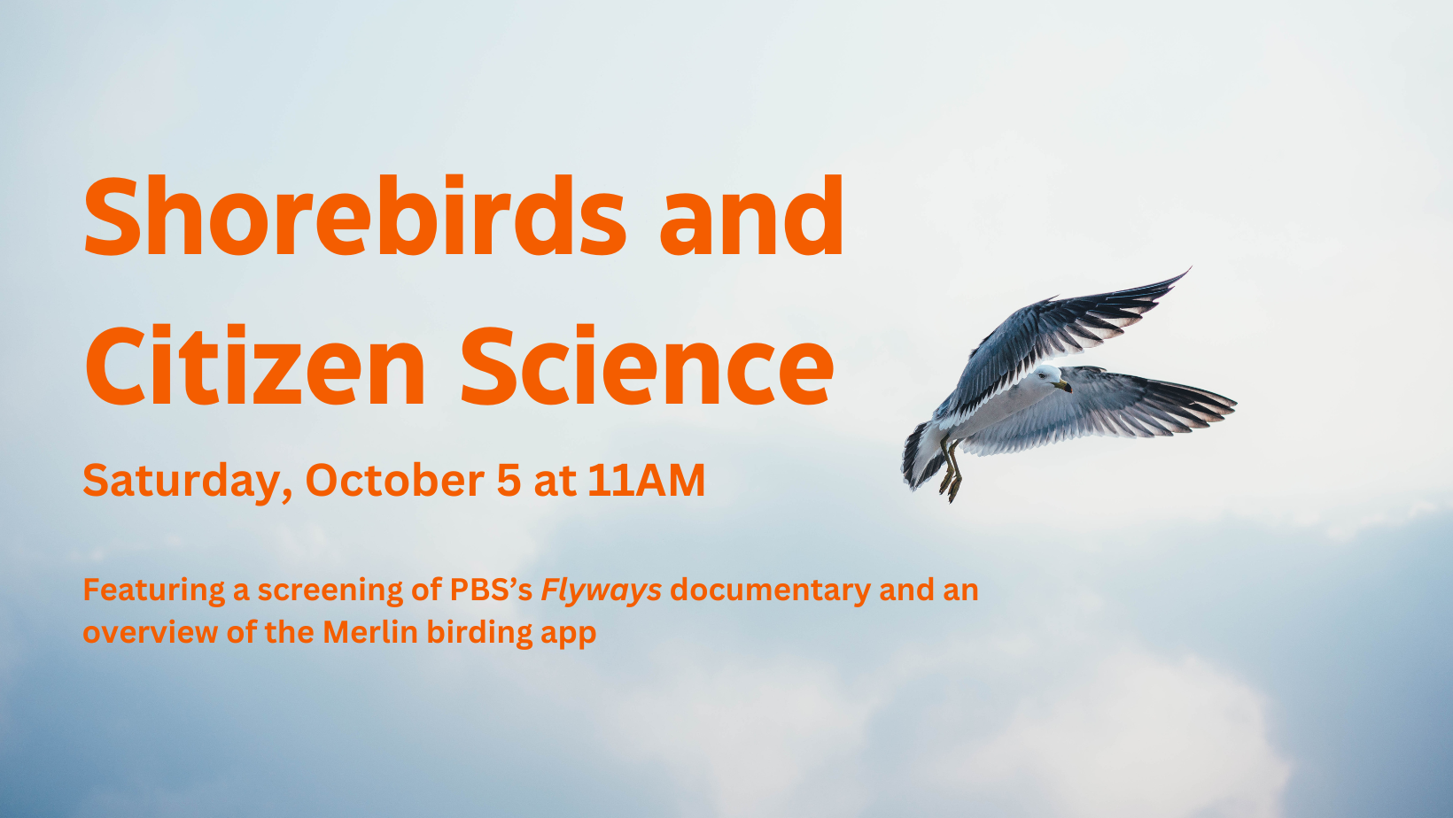 A photo of a seagull flying accompanied by orange text that reads "Shorebirds and Citizen Science, Saturday October 5 at 11AM"