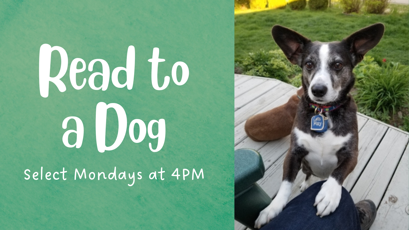 Read to a Dog on a green background next to a photo of Brighty on the right