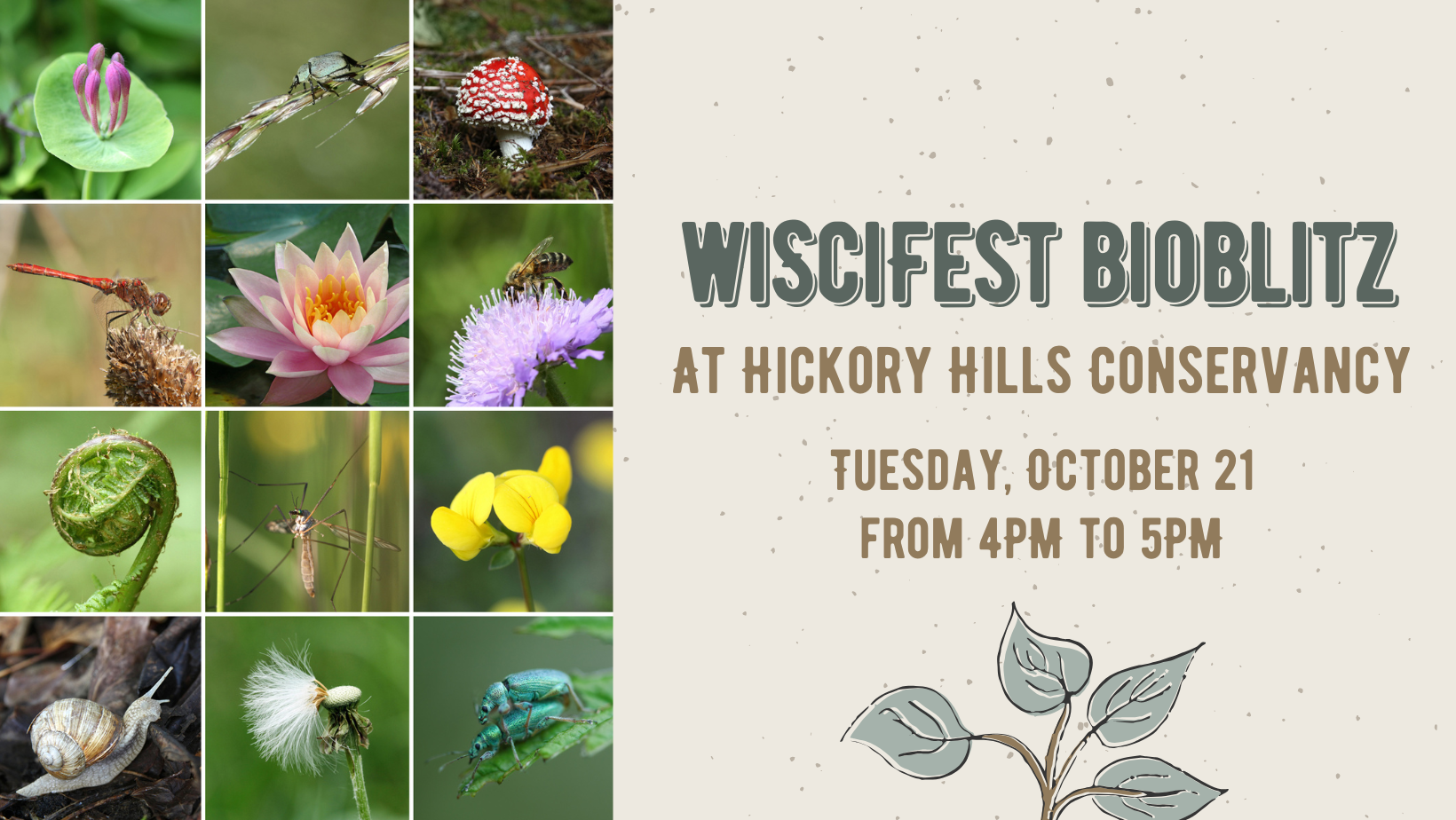 Bioblitz for WiSciFest on background that includes photos of various plants and bugs