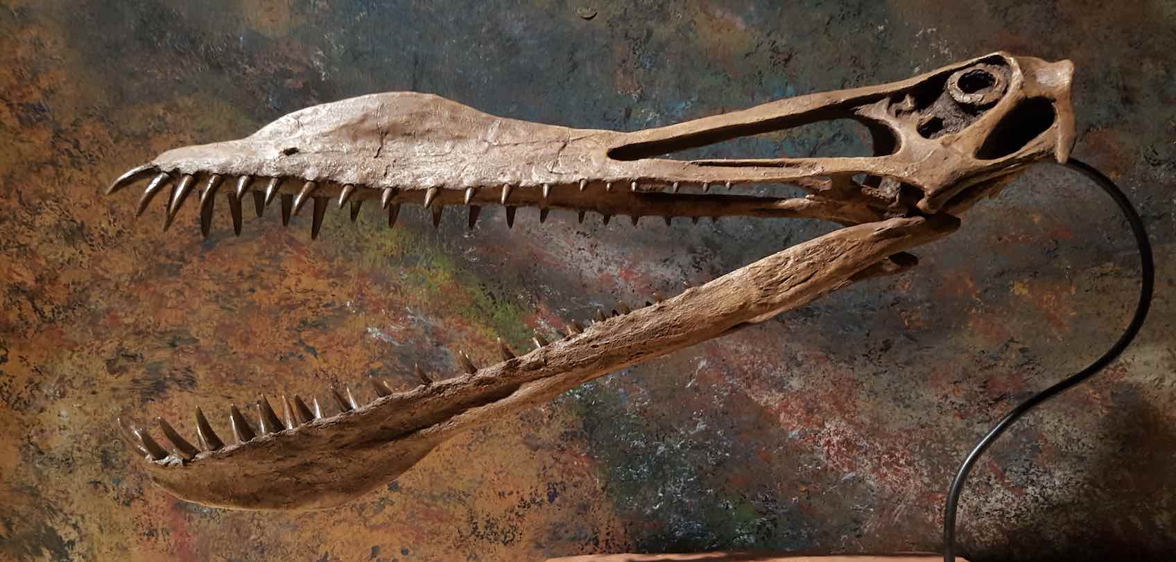 Anhanguera skull from the Colossal Fossils museum in Wausau, Wisconsin