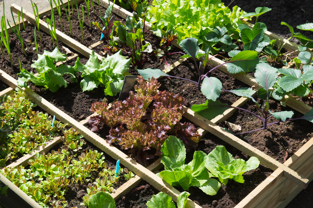 Plants growing in a square foot garden