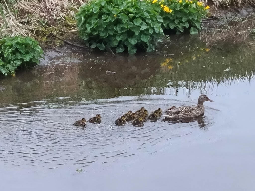Family of Ducks on Black Earth Creek
