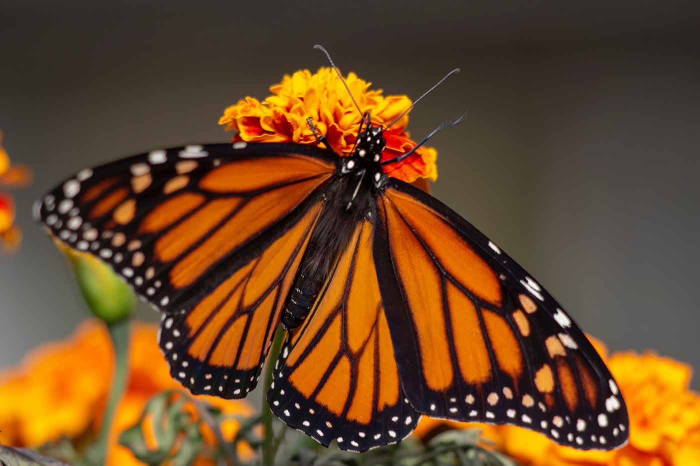 Monarch butterfly sitting on a bloom of orange milkweed flowers.
