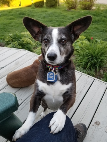 Brighty the reading dog, with big ears spread open.