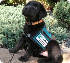 Small black pup in training to be a guide dog.
