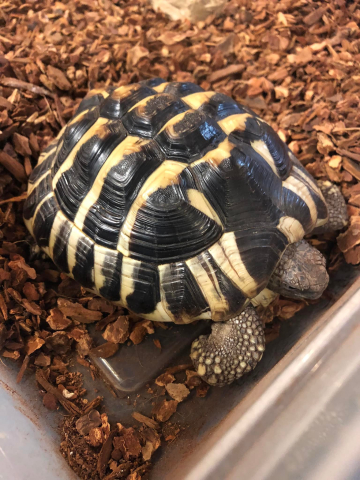 Turtle, Madison Herpetological Society turtle
