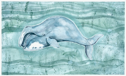 Watercolor illustration of whale swimming