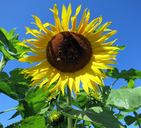 sunflower against blue sky