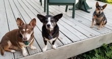 3 small dogs sitting on a deck.