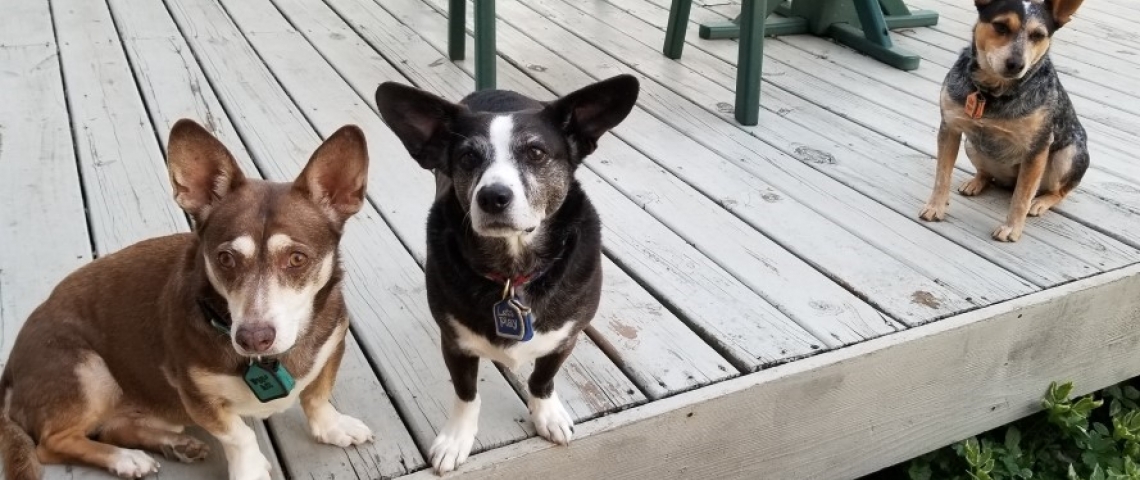3 small dogs sitting on a deck.
