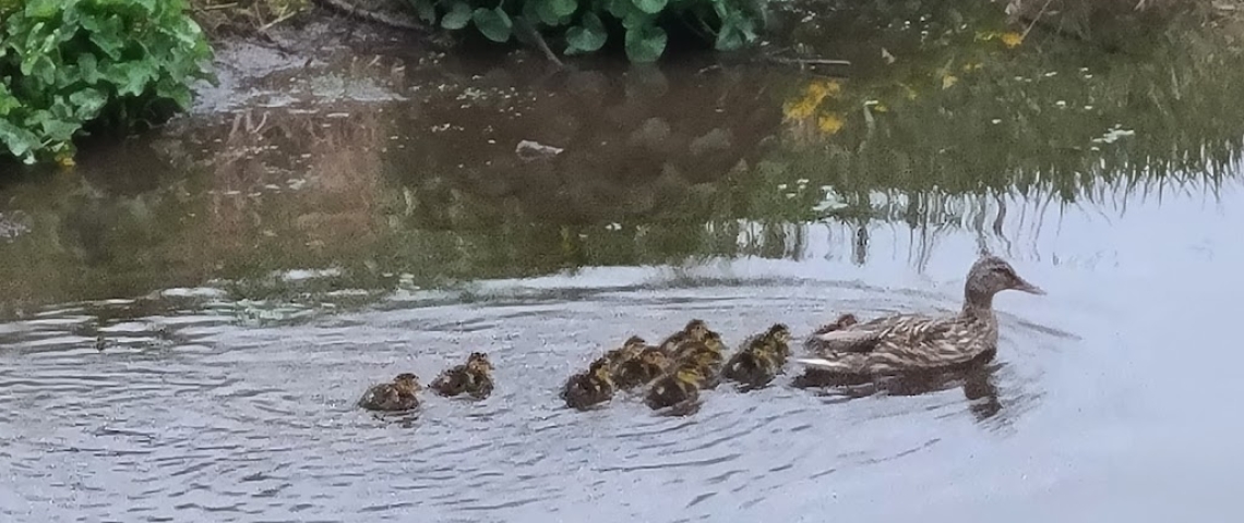 Family of Ducks on Black Earth Creek